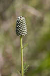 Purple prairie clover